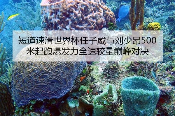 短道速滑世界杯任子威与刘少昂500米起跑爆发力全速较量巅峰对决