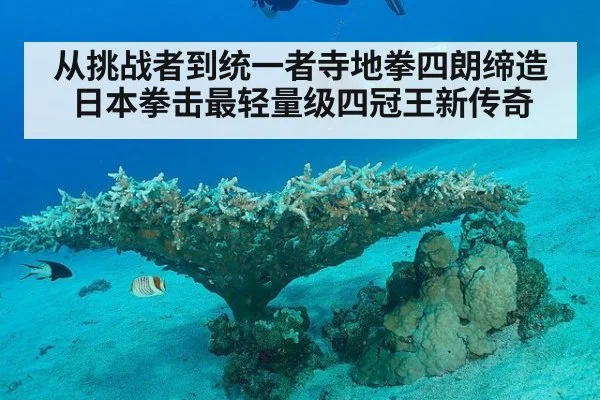 从挑战者到统一者寺地拳四朗缔造日本拳击最轻量级四冠王新传奇